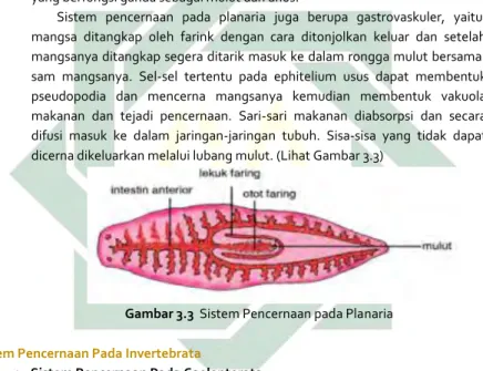 Gambar 3.3  Sistem Pencernaan pada Planaria 