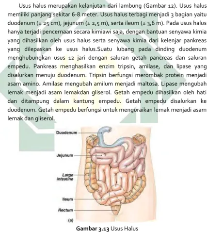Gambar 3.13 Usus Halus 