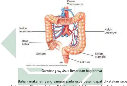 Gambar 3.14 Usus Besar dan bagiannya 