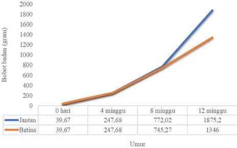 Gambar 2. Performan pertumbuhan ayam KUB dari umur 0 hari-12 minggu di Desa  Jatiwangi Kecamatan Pakenjeng Kabupaten Garut 
