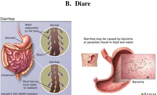Gambar 1. Anatomi dan Fisiologi Saluran Cerna pada Diare  