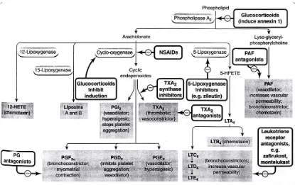 Gambar 5. Diagram Metabolisme Arachidonat (Rang, et al, 2007) 