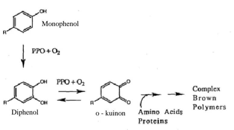 Gambar 1. Tahapan reaksi pada proses browning (Mcevily,1992) 