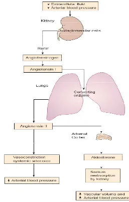 Gambar 2. Bagan sistem renin angiotensin aldosteron (Porth, 2005).