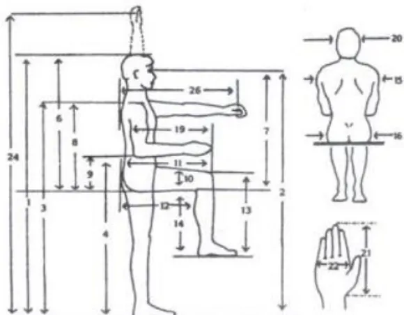 Gambar 1. Dimensi Antropometri Tubuh Manusia  (Sumber: Wignjosoebroto,  1995) 