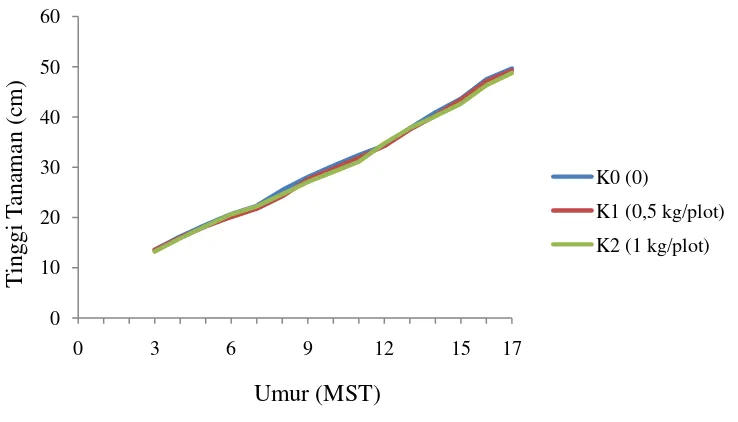 Gambar 4. Grafik tinggi tanaman bawang sabrang 3-17 MST pada perlakuan jarak tanam 