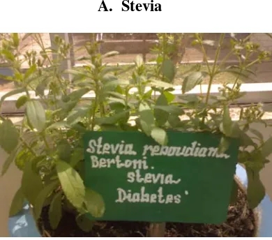 Gambar 1. Tanaman Stevia rebaudiana Bertonii. 