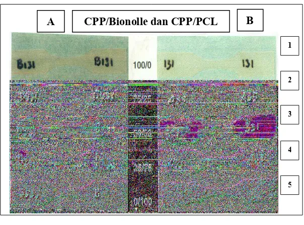 Gambar 4. Foto film campuran CPP/Bionolle (A) dan CPP/PCL  (B) dengan PP-g-MAH 10 % setelah pengomposan selama 3 bulan