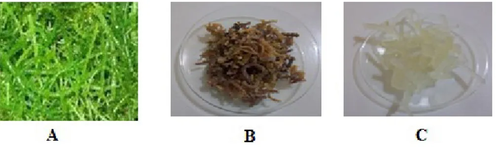 Gambar 1. Rumput laut Eucheuma spinosum Keterangan: A. Segar, B. Kering, C. Olahan