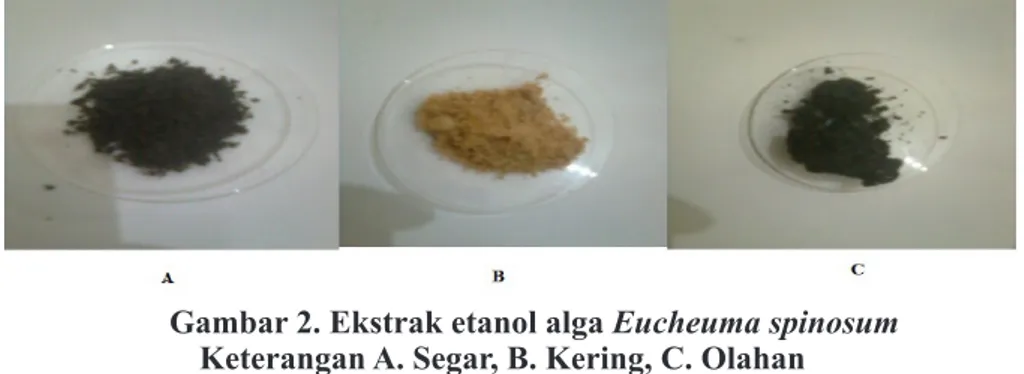 Gambar 3. Fraksi etanol alga Eucheuma spinosum Keterangan A. Segar, B. Kering, C. Olahan