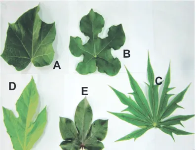 Gambar 1. Bentuk daun dari lima species yang digunakan dalam penelitian: (A). Jatropha curcas, (B)