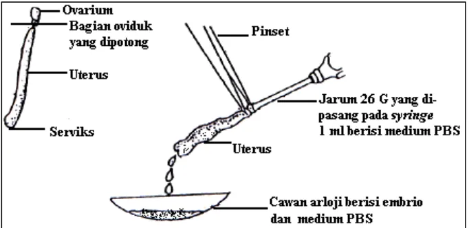 Gambar 3.1  Koleksi embrio dengan cara flushing (Sumber: Dye, 1993 dalam Priyandoko, 2004) 