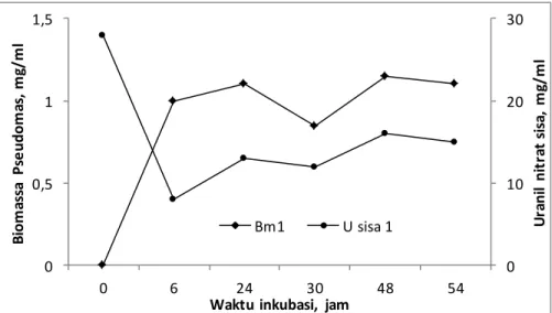Gambar 1. Grafik Hubungan antara Konsentrasi uranium sisa (mg/l) dalam medium terhadap Biomassa (Bm)  isolat Pseudomonas sp (mg/ml)