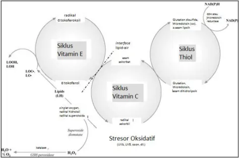 Gambar 5. Antioksidan network. 2