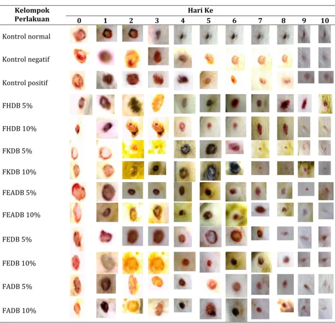 Tabel  III.  Proses  penutupan  luka  yang  dilihat  dari  pengurangan  diameter  luka  hari  ke  0  hingga  ke  10  selama perlakuan  Kelompok  Perlakuan  Hari Ke  0  1  2  3  4  5  6  7  8  9  10  Kontrol normal  Kontrol negatif  Kontrol positif  FHDB 5%