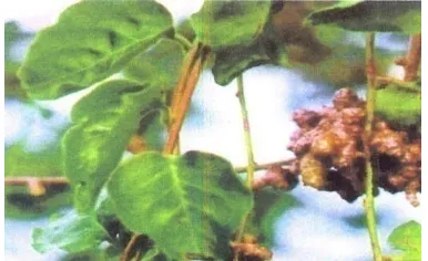 Gambar 1. Anredera cordifolia (Ten.) Steenis