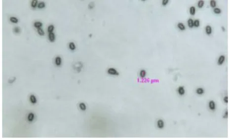 Gambar 2.4 Bentuk cyst Azotobacter  