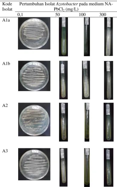 Gambar 4.1. Resistensi Isolat pada Medium NA-PbCl 2