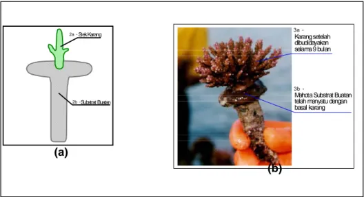 Gambar 1.       Teknik propagasi karang (a) Stek karang dipropagasikan pada substrat buatan; 