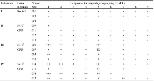 Tabel 2.  Distribusi kuman B. suis isolat lapang pada babi infeksi buatan 