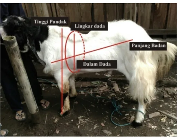 Gambar 1. Metode pengukuran tubuh kambing PE jantan  Uji F dan Duncan digunakan 