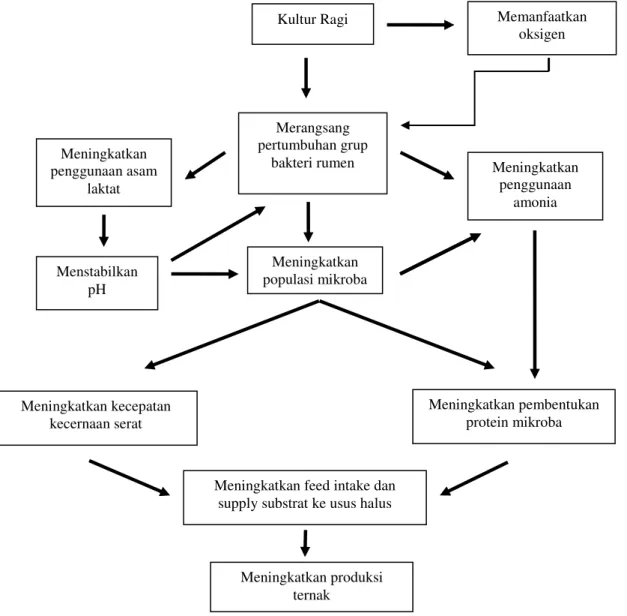Gambar 1. Mekanisme kultur ragi (probiotik) dalam rumen (Wallace, 1994) 
