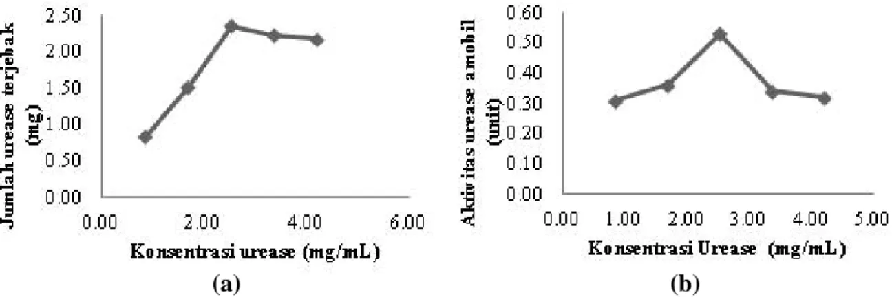 Gambar 2.  (a)  Pengaruh konsentrasi urease  terhadap jumlah urease  yang terjebak tiap  0,5 gram manik kitosan-polietilen glikol  (b) Pengaruh konsentrasi urease  terhadap aktivitas  urease amobil pada manik kitosan-polietilen glikol