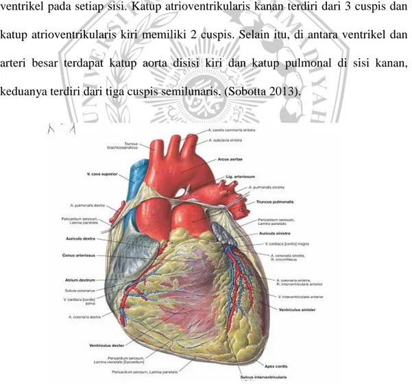 Gambar 2.3 Anatomi Jantung  