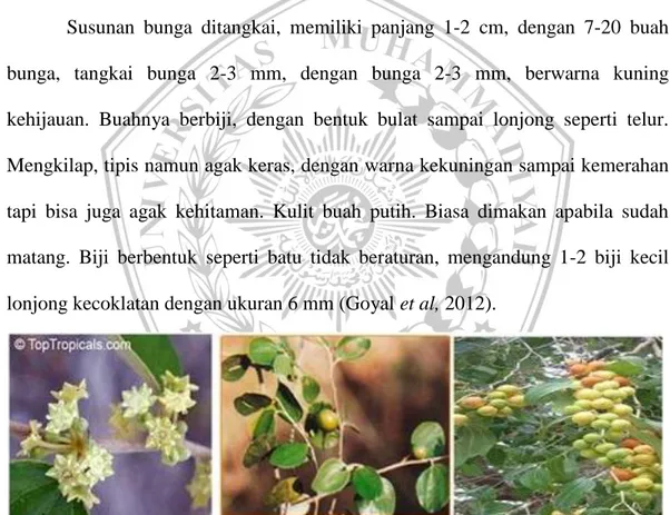 Gambar 2.6 Bunga, daun dan buah dari Ziziphus mauritiana Lam 