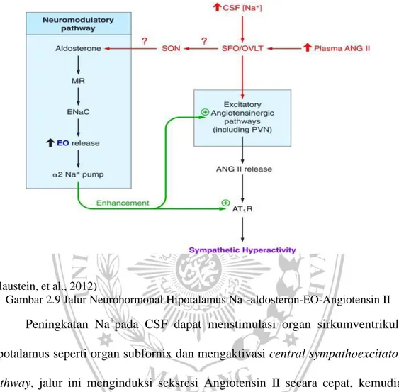 Gambar 2.9 Jalur Neurohormonal Hipotalamus Na + -aldosteron-EO-Angiotensin II  Peningkatan  Na + pada  CSF  dapat  menstimulasi  organ  sirkumventrikular  hipotalamus seperti organ subfornix dan mengaktivasi central sympathoexcitatory  pathway,  jalur  ini