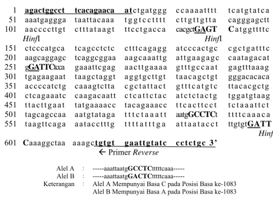 Gambar 1. Posisi primer, produk PCR dan perbedaan Sekuen Gen Pit1 (nomor akses GenBank AJ549206) dan pemotongan enzim  restriksi HinfI (B ASTOS  et al., 2006a)
