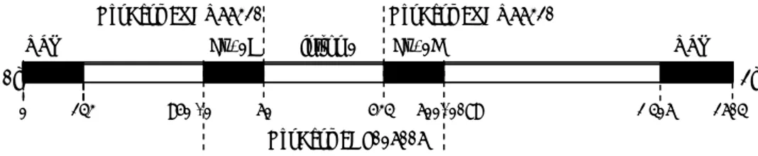 Gambar 1. Struktur gen calpastatin domba (P ALMER   et al., 1998) 