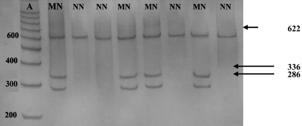 Gambar 3.  Perbedaan sekuen nukleotida pada gen calpastatin lokus CAST-Msp1 yang disebabkan karena subtitusi basa G – A