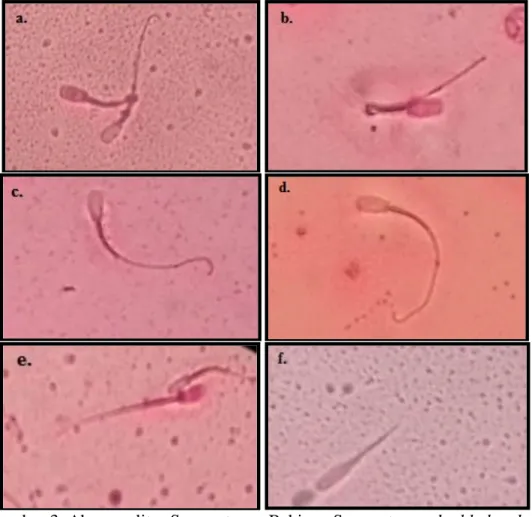 Gambar 3. Abnormalitas Spermatozoa Babi : a. Spermatozoa double head;  