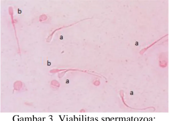 Gambar 3. Viabilitas spermatozoa:             