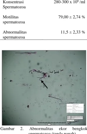 Gambar  1.    Konsistensi  encer  dan  warna  putih  spermatozoa  (tanda  panah)  asal  kauda epididimis babi 