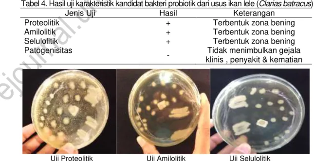 Gambar  6.  Isolat  kandidat  bakteri  probiotik  yag  diisolasi  dari  saluran  pencernaan  ikan  lele (Clarias batracus )  ( Sumber : Koleksi  Pribadi ) 