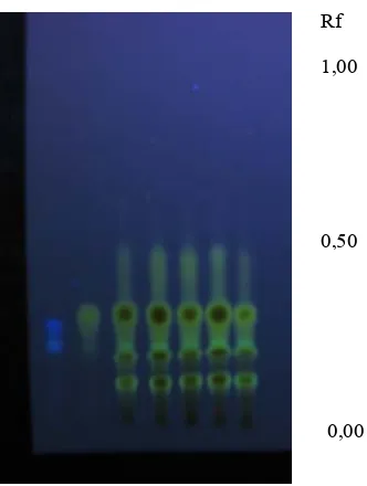 Gambar 8. Kromatogram KLT serbuk rimpang kunyit basah yang dikeringkan, pada UV 