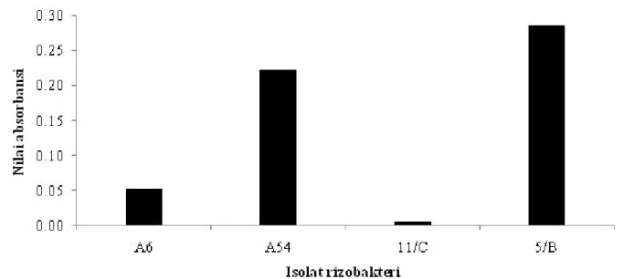 Gambar 3.  Kemampuan isolat agen hayati menghasilkam senyawa siderofor.  Aktivitas siderofor secara kualitatif ditentukan berdasarkan nilai absorbansi pada panjang gelombang () 550 nm