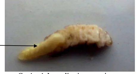 Gambar 1. Larva Xanthocampoplex sp. 