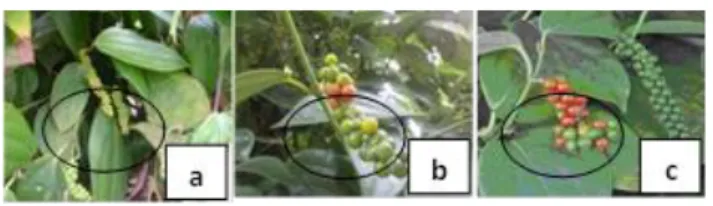 Gambar 1  Buah lada menjelang matang optimum  (a), buah lada matang optimum (b), buah  lada lewat matang optimum (c) 