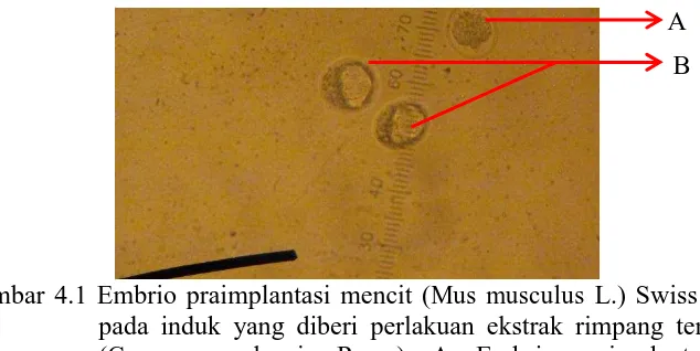 Gambar 4.1 Embrio praimplantasi mencit ( Mus musculus L.) Swiss Webster  pada induk yang diberi perlakuan ekstrak rimpang temu putih (Curcuma zedoaria Rosc.)