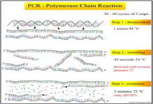 Gambar 4. Tahapan PCR  a.  Denaturasi 