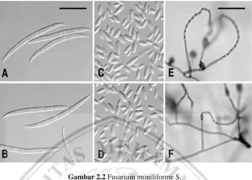 Gambar 2.2 Fusarium moniliforme S. 