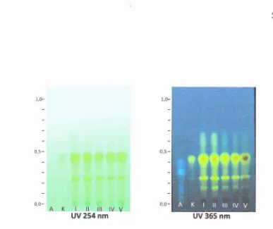 Gambar 9. Kromatogram dibawah sinar UV 254 & 365 nm dengan sampel rimpangtemulawak yang dikeringkan