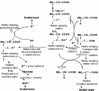 Gambar 2.  Reaksi utama terbentuknya rantai samping radikal aliphatic selama oksidasi protein oleh radikal bebas oksidator kuat  •OH dan O• [5] 