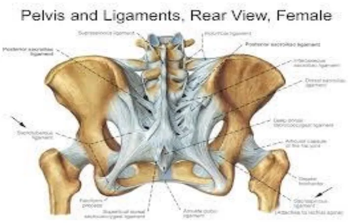 Gambar 6. Pelvis dan Ligaments 