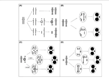 Gambar 3. Proses pembentukan awal mikronuklei disertai nucleoplasmic bridge (NPB) yangditerangkan secara lebih jelas dalam teks.16  