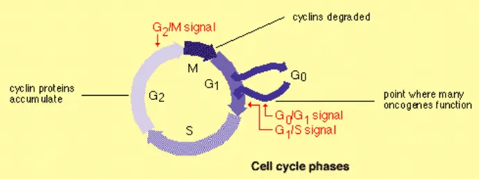 Gambar 1.  Fase G0 dari siklus sel yang menunjukkan fase dimana sebagian besar sel limfosit berada pada fase ini