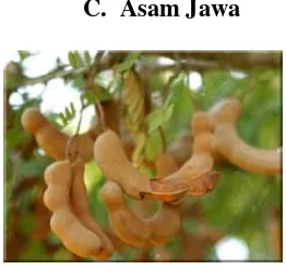 Gambar 4. Buah asam Jawa (Tamarindus indica, Linn) (Maguire, 2008) 